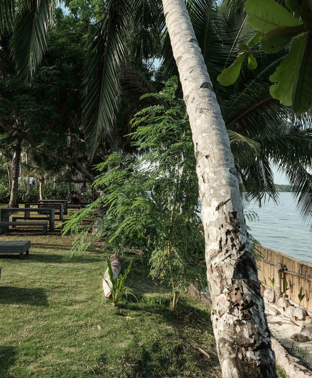Beachfront garden with a leaning coconut palm, picnic tables and sun loungers on the grass, and the sea beyond a bamboo fence.