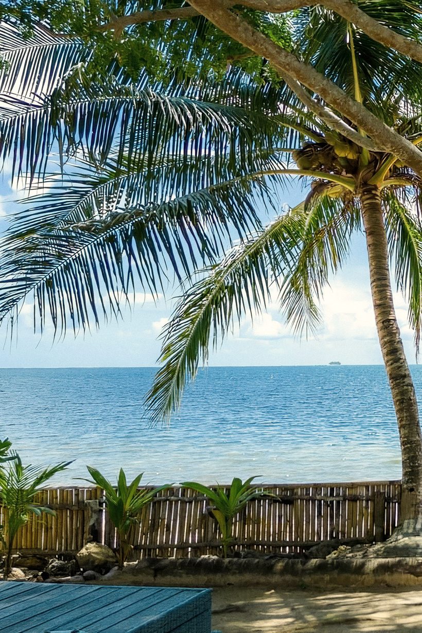 Coconut palm leaning over a bamboo fence at the shoreline, with calm blue sea and sky behind.